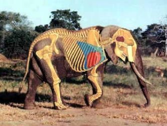 Respiration - The African Elephant